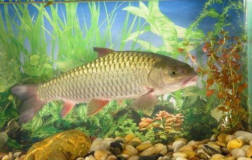 亚洲鲤鱼,生态危机与治理挑战